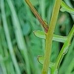 Erucaria hispanica Corteza