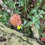 Potentilla erectaBlomma