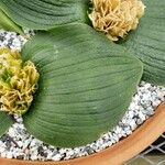 Massonia depressa Hoja