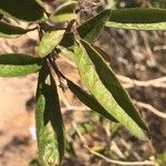 Solanum bonariense Листок