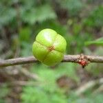 Casearia silvana Fruit