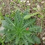 Verbascum blattaria Листок