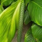 Spathiphyllum cannifolium Gyümölcs