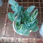 Kalanchoe marnieriana Leaf