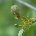 Baloghia neocaledonica 形態
