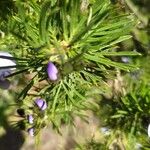 Psoralea pinnata Blatt