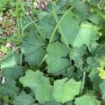 Alchemilla xanthochlora Ліст