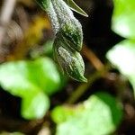 Epipactis microphylla ফুল