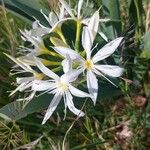 Pancratium illyricum Flower