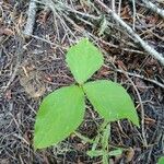 Trillium ovatum पत्ता