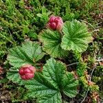 Rubus chamaemorus Frukto