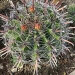 Ferocactus herrerae Foglia