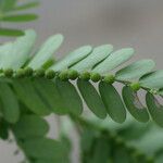 Phyllanthus amarus Blatt