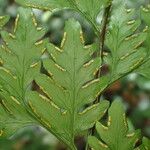 Pteris repens Liść