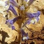 Orobanche nana Flor