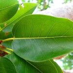 Ficus prolixa Leaf