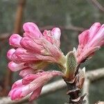 Viburnum × bodnantense Žiedas