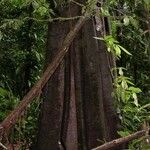 Annona amazonica Casca