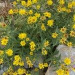 Inula spiraeifolia Flower