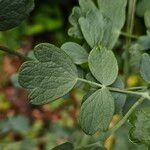 Thalictrum flavum Blad
