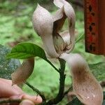 Magnolia costaricensis 花