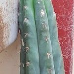 Lobivia bridgesii Frunză