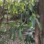 Citharexylum montevidense Leaf