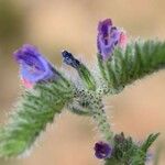 Echium arenarium Flower