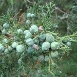 Juniperus deppeana Fruit