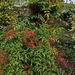 Nandina domestica موطن