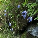 Clematis alpina Flor