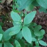 Galium circaezans Leaf