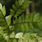 Tessmannia lescrauwaetii Blatt