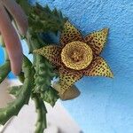 Orbea variegata Floare