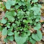 Alliaria petiolata Leaf