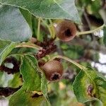 Pyrus calleryana Fruto