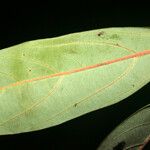 Rhodostemonodaphne saulensis Leaf