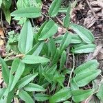 Smilax campestris Агульны выгляд