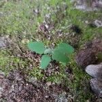 Solanum americanum Leaf