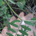 Vicia hirsutaFlower