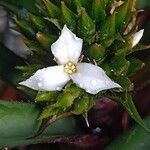 Canistropsis burchellii Flor