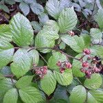 Rubus radula Άλλα