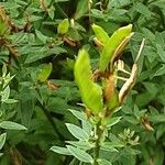 Genista tinctoria Vaisius