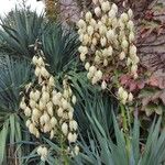 Yucca gloriosaBlomma