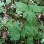 Hydrastis canadensis Leaf