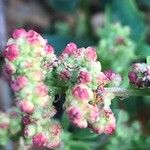 Chenopodium murale Flower