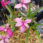 Hypoxis baurii