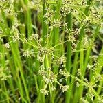 Cyperus assimilis Fleur