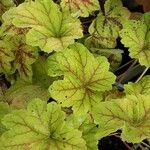 Heuchera americana 葉