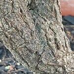 Acokanthera oblongifolia Φλοιός